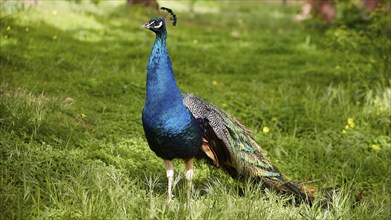 A magnificent peafowl (pavo) with bright blue and green feathers stands on a green meadow,