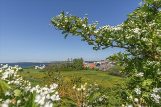 Bagenkop Klinten, Dovne Kliff, view from the cliff over the town, apple blossom, Langeland Island,