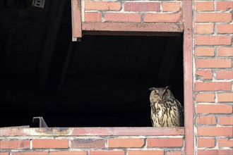 Eurasian eagle-owl (Bubo bubo), adult male, sitting in the window of an old industrial building,