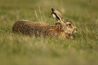 European brown hare (Lepus europaeus) adult animal stretching in grassland, Suffolk, England,