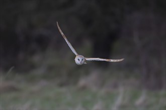 Barn owl (Tyto alba) adult bird in flight over countryside, Suffolk, England, United Kingdom,