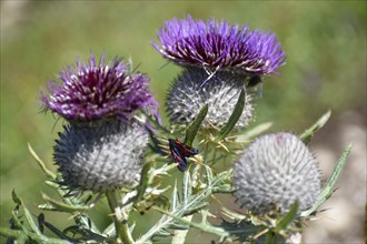 Woolly thistle (Cirsium eriophorum) with a six-spot burnet (Zygaena filipendulae), Salzburger Land,