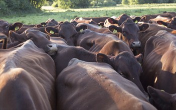 Young red poll cattle crowded together, Sutton, Suffolk, England, Uk