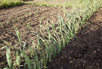 Garlic plants and other vegetables growing in an allotment garden, Shottisham, Suffolk, England,