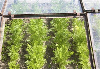 Close up of carrots growing in cold frame