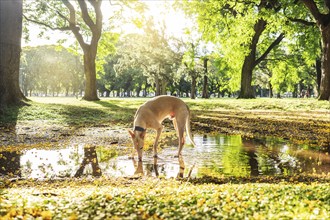 A light brown Spanish Greyhound stands, drinking water from a puddle during sunset in a blooming