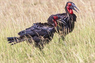 Beautiful pair of Southern ground hornbill (Bucorvus leadbeateri) birds in high grass on the