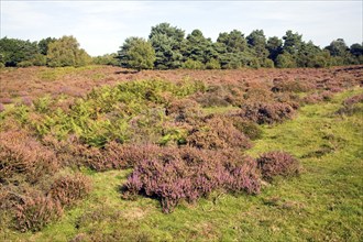 Heathland heather vegetation, Sandlings, Shottisham, Suffolk, England, UK