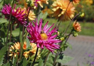 European honey bee (Apis mellifera) on deer antler dahlias (Dahlia), North Rhine-Westphalia,