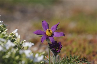 Common pasque flower (Pulsatilla vulgaris), North Rhine-Westphalia-Germany