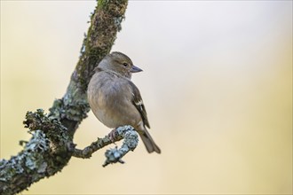 Female of Chaffinch, Fringilla coelebs, bird in forest at winter sun