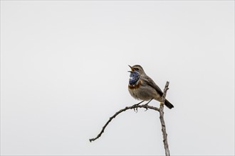 Bluethroat (Luscinia svecica) singing on a branch, wildlife, Germany, Europe