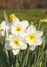 Large-crowned narcissus (Narcisuss), North Rhine-Westphalia, Germany, Europe