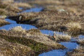 Eurasian dotterel (Charadrius morinellus), adult female standing in a bog landscape, Varanger,