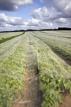 Turnips growing in field under protective fleece, Hollesley, Suffolk, England, United Kingdom,