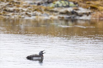 Red-throated diver (Gavia stellata), adult bird swimming with open bill on a lake, Varanger,