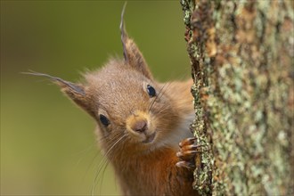 Red squirrel (Sciurus vulgaris) adult animal on a tree trunk, Yorkshire, England, United Kingdom,