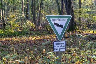 Natural forest cell, Überanger Mark forest, near Düsseldorf, protected forest area left to its own