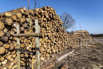 Cleared forest area north of the village of Hirschberg, Soest district, dead spruce stands were