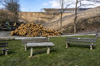 Cleared forest area north of the village of Öventrop, district of Arnsberg, dead spruce stands were