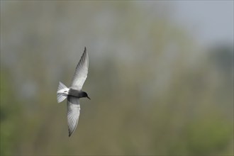 Black tern (Chlidonias niger) adult bird in summer plumage in flight, England, United Kingdom,