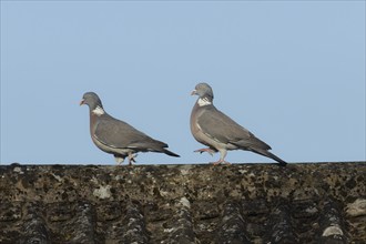 Wood pigeon (Columba palumbus) two adult birds with one chasing the other during their courtship