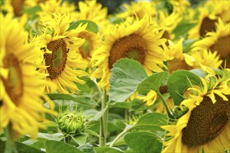 Picturesque sunflowers, July, Germany, Europe