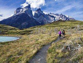 Hikers on small path to viewpoint Mirador Cuernos above lake Nordenskjöld, burned trees, Paine