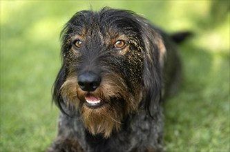 Rough-haired dachshund (Canis lupus familiaris) puppy, male, 3 years, animal portrait, meadow,