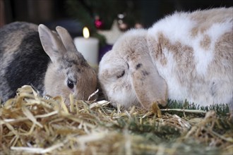 Rabbit (Cuniculus), Christmas, two, rabbit, ram rabbit, pet, decoration, mood, affection, Two