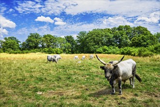 Hungarian Grey Cattle near Lenzen Elbe, Brandenburg, Germany, Europe