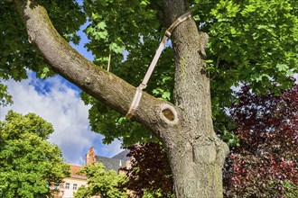 Tree protection at Petersburger Platz, Berlin, Germany, Europe