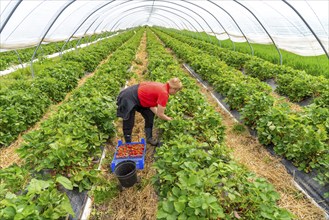 Harvesting strawberries, harvest helper, strawberry cultivation in the open field, under a foil