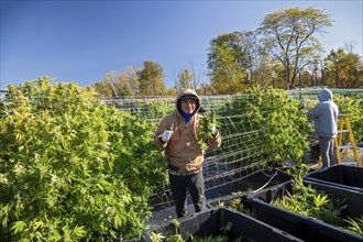 Paw Paw, Michigan, Migrant farmworkers harvest cannabis at Grasshopper Farms