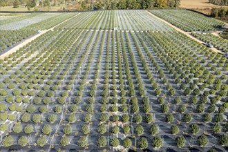 Paw Paw, Michigan, Grasshopper Farms, a large outdoor cannabis grower in west Michigan