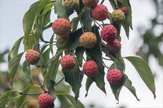 Japanese flowering dogwood (Cornus kousa), fruits, Münsterland, North Rhine-Westphalia, Germany,