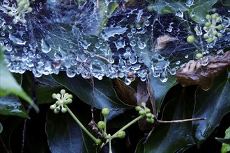 Cobweb threads with water droplets, end of August, Germany, Europe