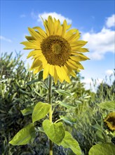 Common sunflower (Helianthus annuus) has flower with yellow petals open in front of blue sky with