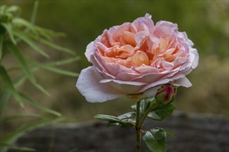 Rose (Rosa sp.) with raindrops, salmon-coloured, North Rhine-Westphalia, Germany, Europe