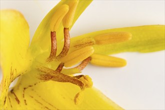 Close-up of stamens of the nasturtium (Tropaeolum)