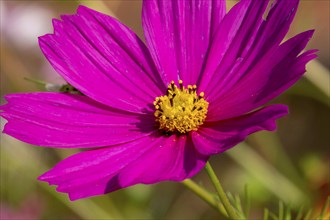 Mexican aster (Cosmos bipinnatus), Alsace, France, Europe