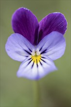 Heartsease (Viola tricolor), Emsland, Lower Saxony, Germany, Europe