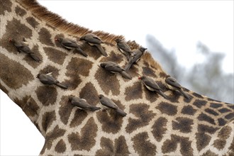 Southern giraffe (Giraffa giraffa giraffa) with a group of yellow-billed oxpecker (Buphagus