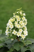 Oakleaf hydrangea (Hydrangea quercifolia), flower, in bloom, Germany, Europe