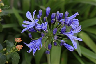 Blue lily (Agapanthus africanus), flower, flowering, Germany, Europe