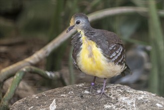 Yellow-breasted Ground Dove (Gallicolumba rufigula), Walsrode Bird Park, Lower Saxony, Germany,