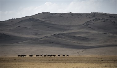 Herd of horses galloping in a meadow in front of a mountain, at the mountain lake Song Kul, Naryn