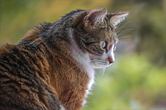 Cat, European Shorthair, domestic cat (Felis catus), tricoloured, portrait, Baden-Württemberg,