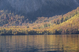 Yellow coloured trees, autumnal mountain forest at the lake, Königssee, Berchtesgaden, Bavaria,