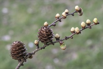 Larch (Larix decidua), male and female flowers and cones, Emsland, Lower Saxony, Germany, Europe